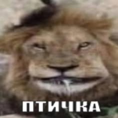 Пин содержит это изображение: 